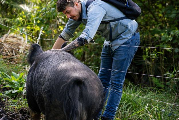 Patting A Large Pig At Morere Hot Springs Lodge Accommodation In Gisborne