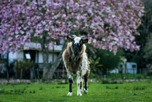 A Goat In Spring At A Farm Stay In Gisborne | Morere Hot Springs Lodge