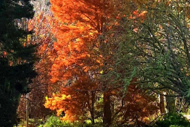 Autumn Trees At Gisborne's Morere Hot Springs Lodge