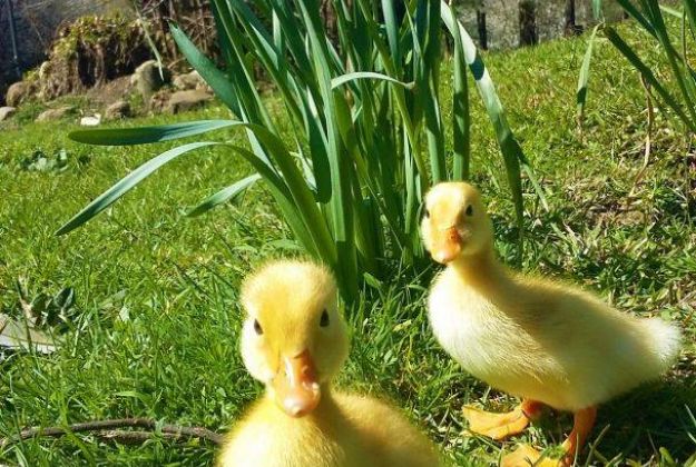 Spring Ducklings and Daffodils at Morere Hot Springs Lodge - Gisborne Farm Stay