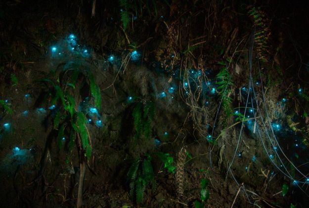 See Glow Worms On The Morere Hot Springs Lodge Grounds in Gisborne